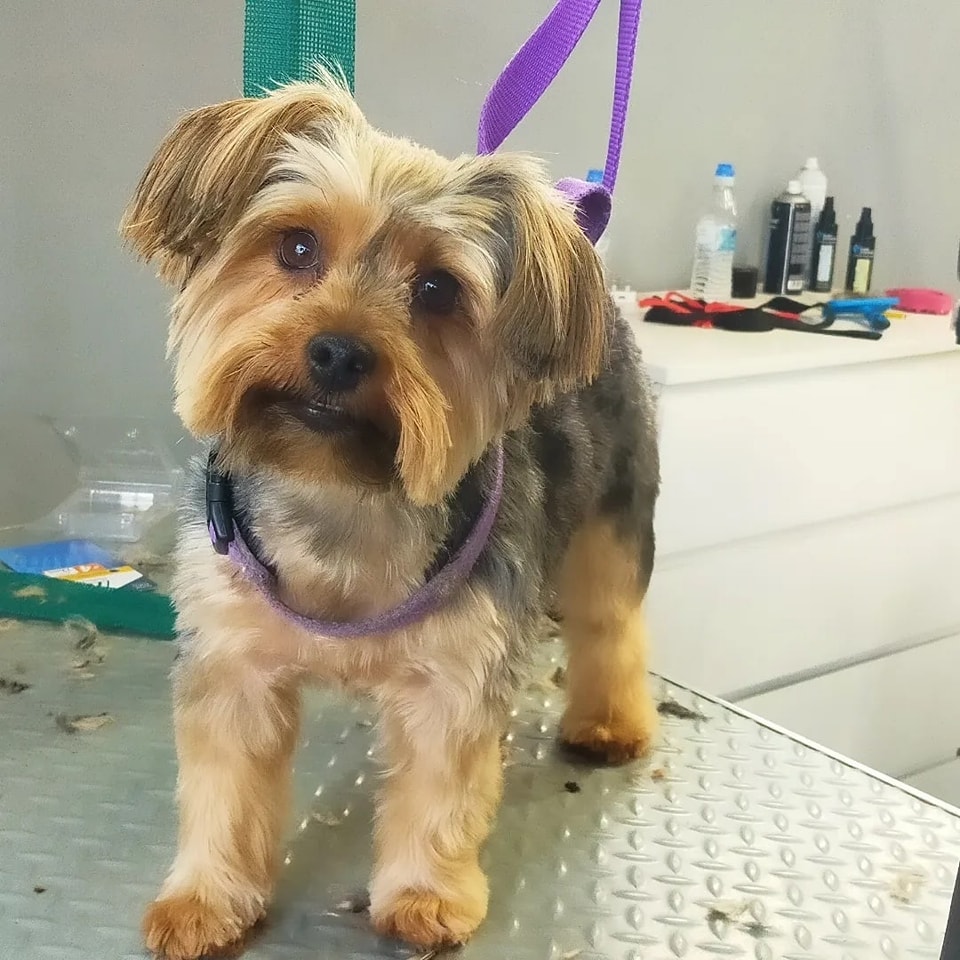 Dog, Dog grooming, Sheffield, Nether edge,Puppy, Full groom, Bath,cut & Blow dry