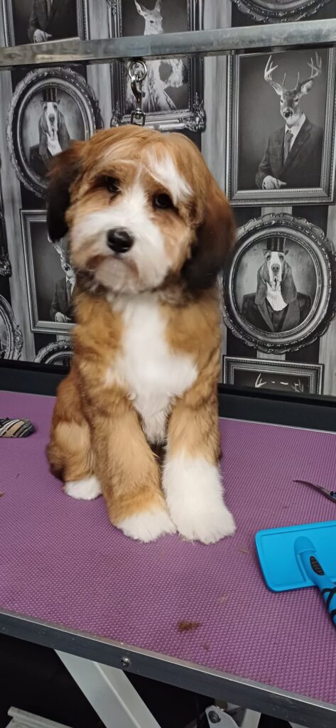 Dog, Dog grooming, Sheffield, Nether edge,Puppy, Full groom, Bath,cut & Blow dry