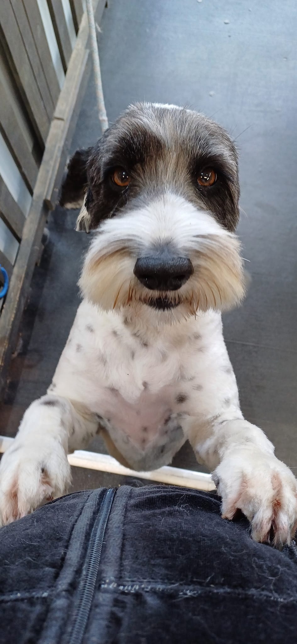 Dog, Dog grooming, Sheffield, Nether edge,Puppy, Full groom, Bath,cut & Blow dry