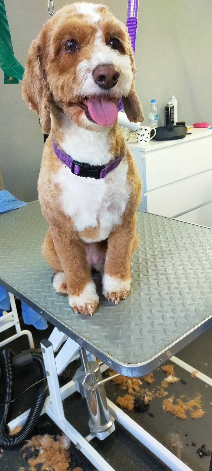 Dog, Dog grooming, Sheffield, Nether edge,Puppy, Full groom, Bath,cut & Blow dry