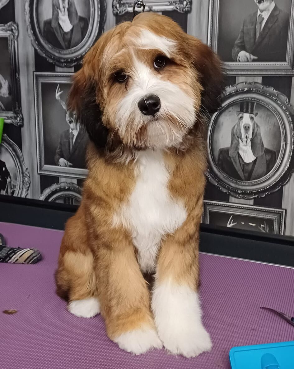 Dog, Dog grooming, Sheffield, Nether edge,Puppy, Full groom, Bath,cut & Blow dry