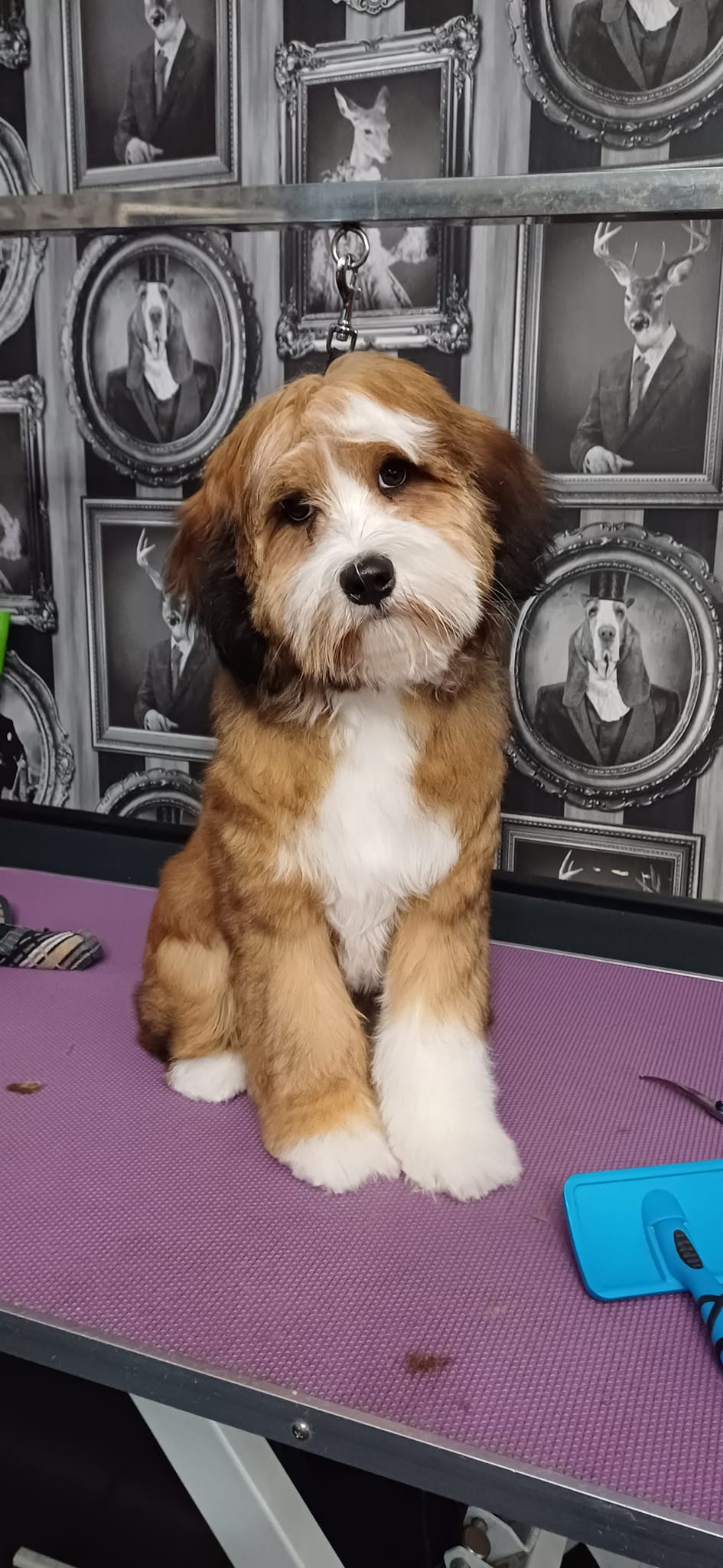 Dog, Dog grooming, Sheffield, Nether edge,Puppy, Full groom, Bath,cut & Blow dry